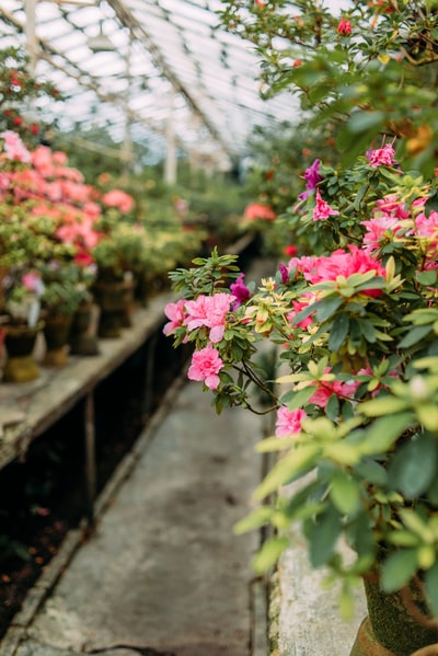 倾斜移位透镜中的粉红色花朵